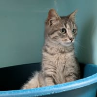 HIORA QCT (reservee), chatte à adopter