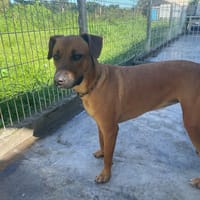 VALERIA, chienne à adopter