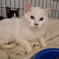 Freeze, chatte à adopter