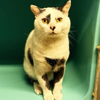 Arlequin, chat à adopter