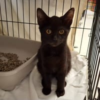 Réglisse, chat à adopter