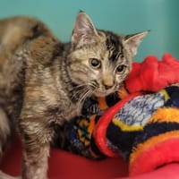 GANJA, chatte à adopter