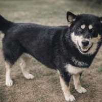 KANATA, chienne à adopter