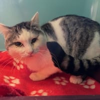 UGO, chat à adopter