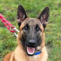 BAMBI, chienne à adopter