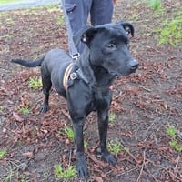 STRASS, chien à adopter