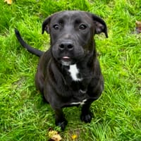 IRIS, chienne à adopter