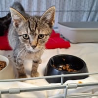 Augustus, chat à adopter