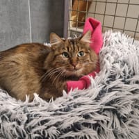 JADE, chatte à adopter