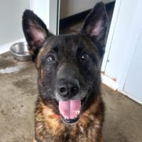 OSLO QCN, chien à adopter