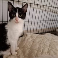 Sam, chat à adopter