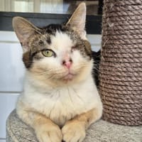 GANDALF, chat à adopter
