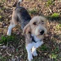 BROUSSAILLE, chienne à adopter