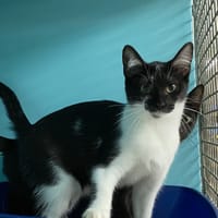 AMBROSE, chatte à adopter