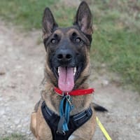 VEGAS, chien à adopter