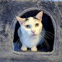 VIXY, chatte à adopter