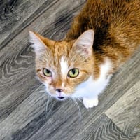 BALOO, chat à adopter