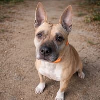 LOUNA, chienne à adopter