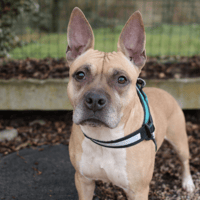 LOUNA, chienne à adopter