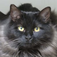 Esmeralda, chatte à adopter