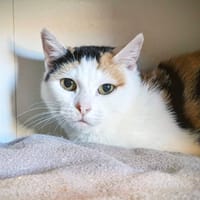 CALIE, chatte à adopter