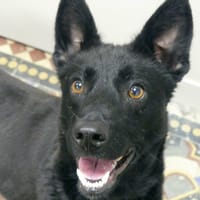 JEROME, chien à adopter