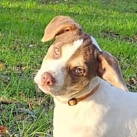 ORUS, chien à adopter