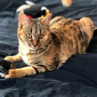 NOISETTE, chatte à adopter