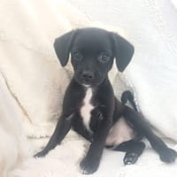 CHRONOS, chiot mâle croisé Chihuahua & Pinsher, chien à adopter