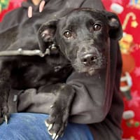 BRIDGET (Maria), chienne à adopter