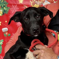 BUSBY (Maria), chien à adopter