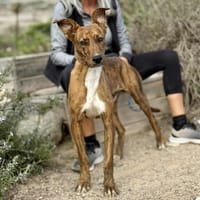 TIMBER (Maria), chien à adopter