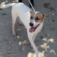 ZEUS (Maria, chien à adopter