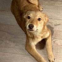 Belette, chienne à adopter