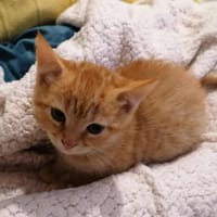 CHARLY, chat à adopter