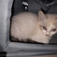 ALWA chatonne croisé siamois, chatte à adopter