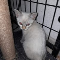 NOUGAT chatonne croisé siamois, chatte à adopter
