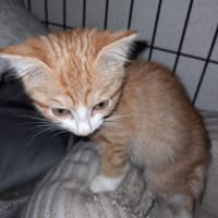 BOUCAN chatonne roux et blanc, chatte à adopter