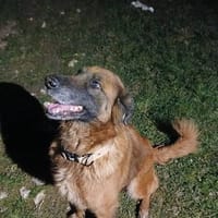 ISSA, chienne à adopter