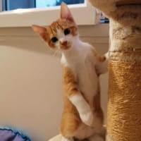 ROBBIE, chat à adopter