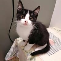 NIKI, chat à adopter