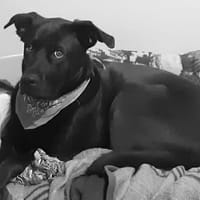 XENA, chienne à adopter