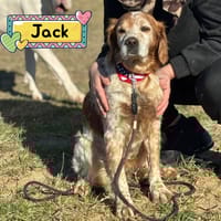 JACK, cane da adottare