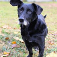 Dżeki, pies do adopcji