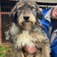 Lilly, chienne à adopter