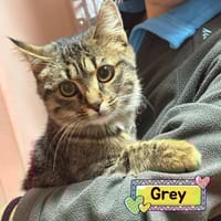 GREY, gatto da adottare