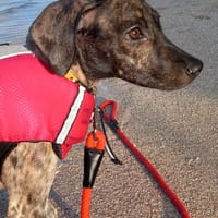 🐾 À L’ADOPTION – ALMA, petite battante au grand cœur 🐾, chienne à adopter