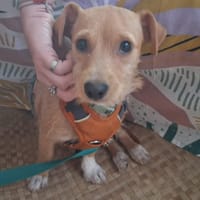 🐾 À L’ADOPTION – ZIVA, petite perle pleine de tendresse 🐾, chienne à adopter