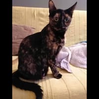 LAHNA, chatte à adopter