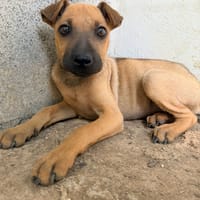 🐾 À L’ADOPTION – TIKA, douceur fauve en quête de confiance 🐾, chienne à adopter